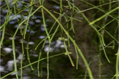 Viscum angulatum
